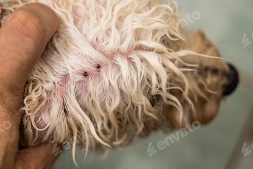 Preview: Hand search and remove tick flea from pet dog fur coat and skin during shower