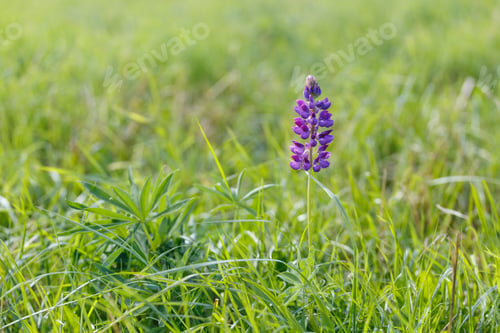 Preview: One purple lupine flower grows among bright green grass.