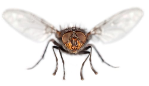 Preview: Fly close up