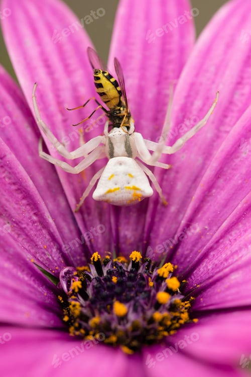 Preview: Crab spider hunting for insects.