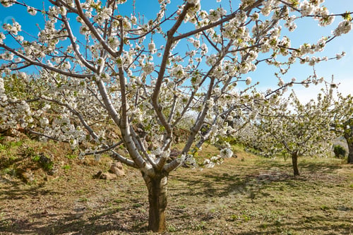 Preview: Cherry blossom in Jerte Valley, Caceres. Spring in Spain. Season
