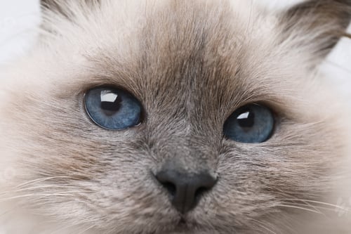 Preview: Birman cat with beautiful blue eyes, closeup