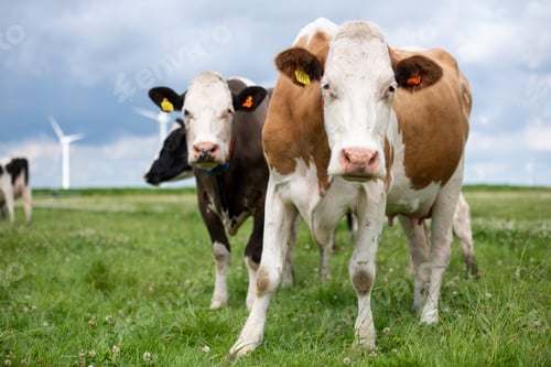 Preview: Cows grazing near wind turbines