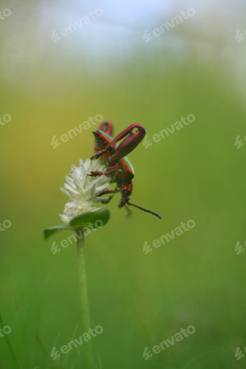 Preview: Shallow dof of insect