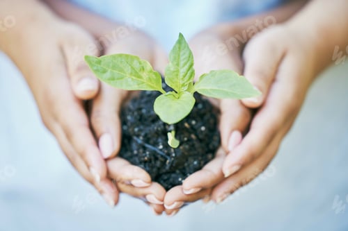 Preview: Women, hands or seedling in soil agriculture, sustainability care or future growth trust in climate