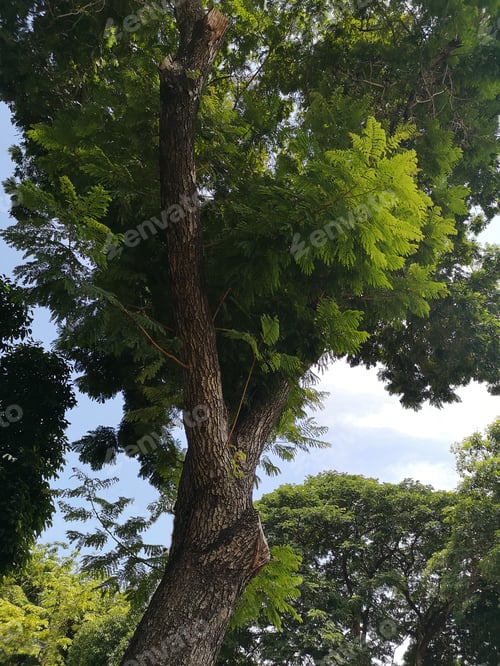 Preview: bush tree texture nature green leaves backgrounBark trunk rough surface texture plant and cloud