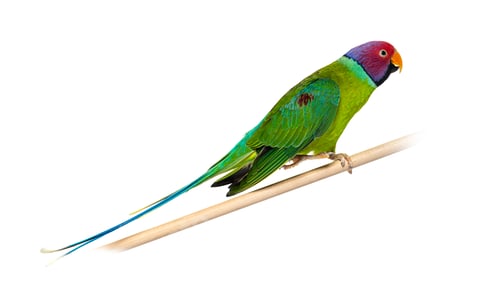 Preview: Male Plum-Headed parakeet on a wooden perch - Psittacula cyanoc
