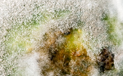 Preview: Close-up macro texture of mold