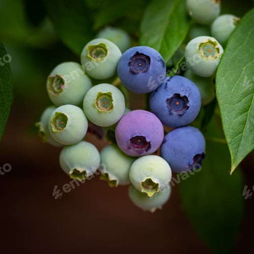 Vista previa: Fresh organic blueberries in garden