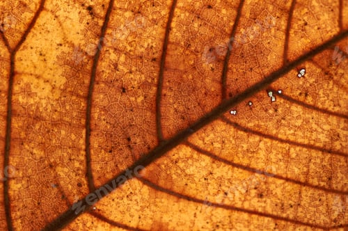 Preview: Texture of dry leaf in autumn