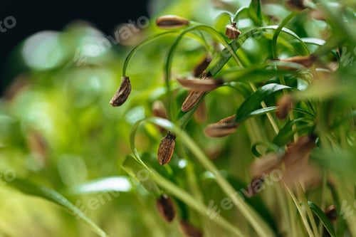 Preview: Young green sprouts of micro green close up