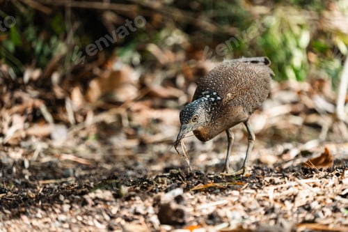Preview: Malayan Night Heron, This Stunning Bird Showcases a Beautiful Blend of Black