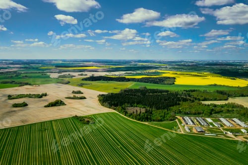 Preview: Top view of the yellow rapeseed field and the village. A sown field of rapeseed in Belarus.The