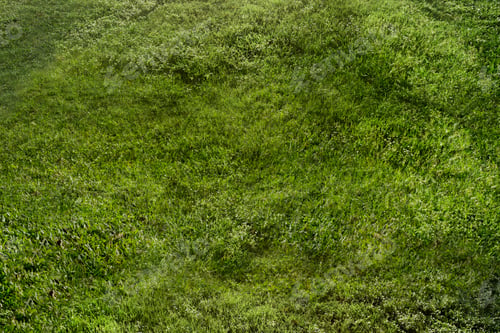 Preview: Natural green grass background