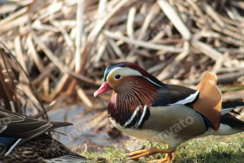 Preview: Closeup shot of a mandarin duck in a forest during the day