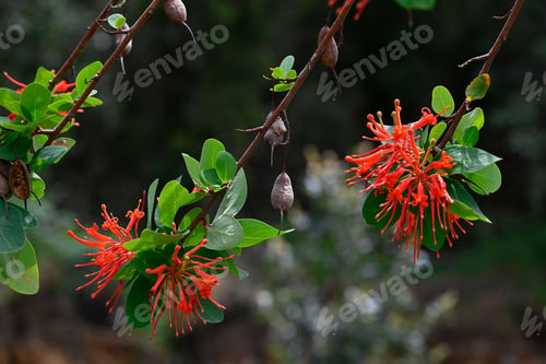 Preview: Vibrant red flower blossoms growing on a tree branch