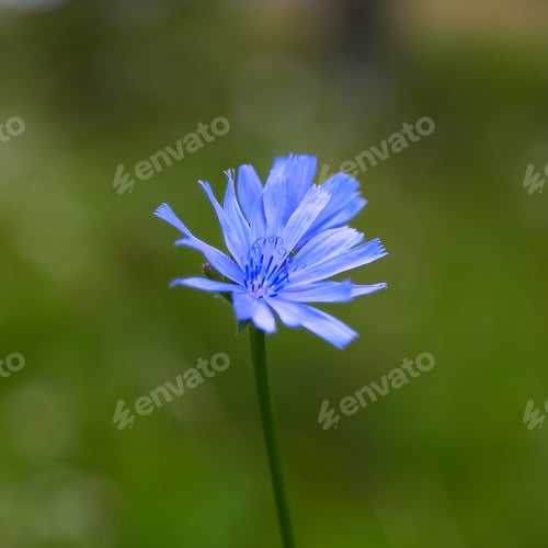 Preview: Single Blue Chicory Flower