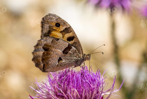 Preview: Chazara briseis, the hermit, is a butterfly species belonging to the family Nymphalidae.