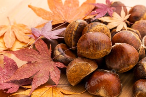 Preview: Chestnut and dried maple leave