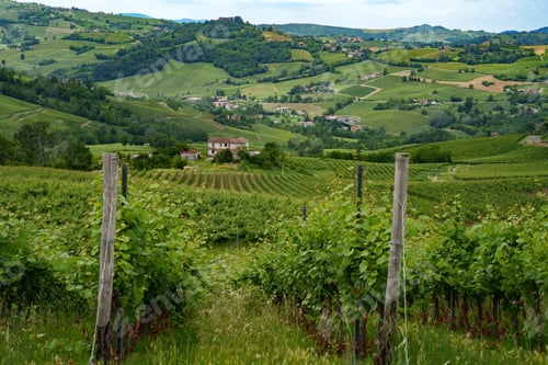 Preview: Hills of Oltrepo Pavese at June. Vineyards