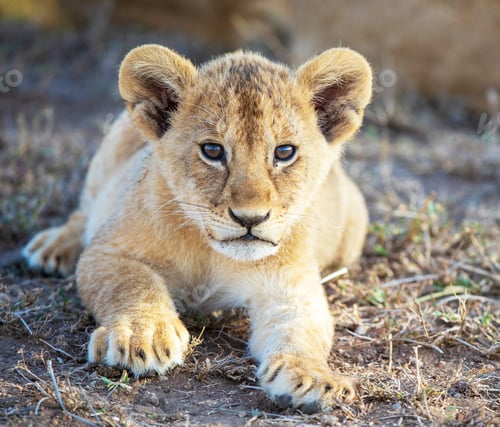 Preview: A Beautiful wildlife in the World