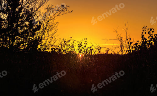 Preview: Golden hour sunset with plants silhouette