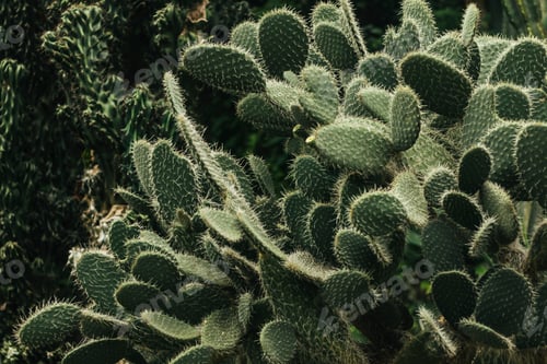 Preview: Prickly pear with its spines