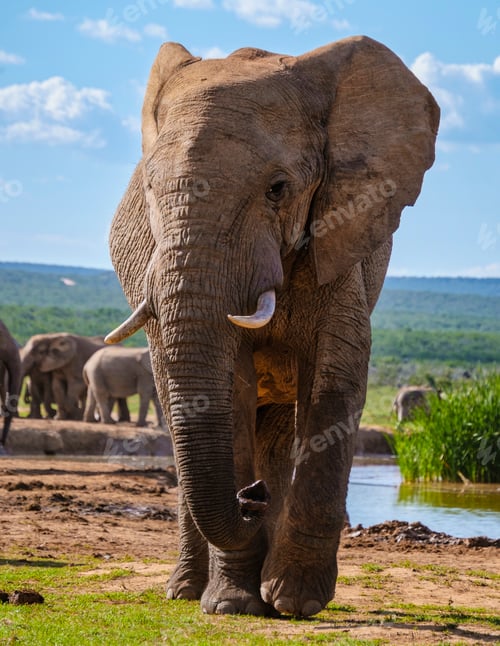 Preview: Elephants in South Africa, Family of elephant in Addo elephant park