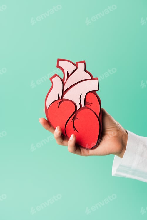 Preview: cropped shot of doctor in white coat holding heart model isolated on green
