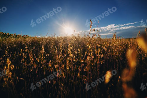 Preview: wheat field at Sunset or sunrise on blue sky background, shallow depth of field, Ukraine, Ears
