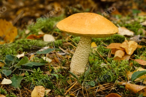 Preview: A large aspen mushroom with an orange cap grows in the autumn forest. Mushrooms in the forest.