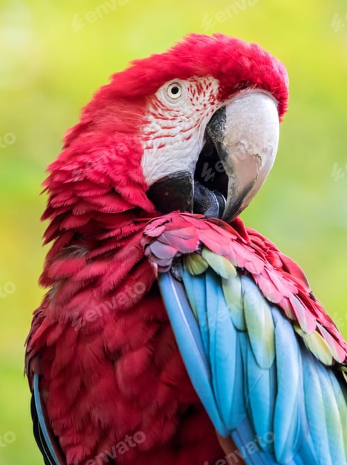 Preview: bird, parrot, Scarlet, Macaw