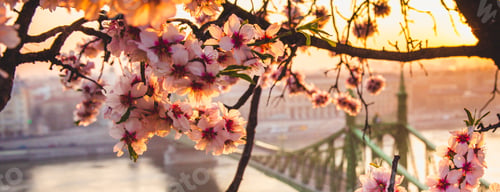 Preview: Beautiful Liberty Bridge at sunrise with cherry blossom in Budapest, Hungary. Spring has arrived to