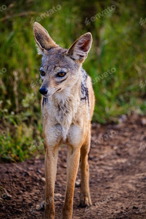 Preview: African Jackal Wild Wildlife Animals Nairobi National Park Kenya Landscapes