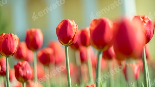 Preview: lots of beautiful red tulips, spring natural background
