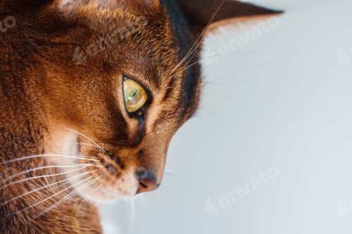 Preview: closeup macro view of Abyssinian cat sitting