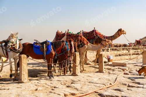Preview: Camels and horses rest at a desert camp near ancient ruins under a clear blue sky