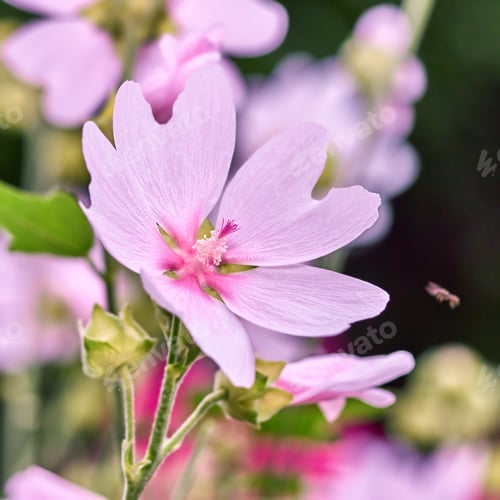Preview: Beautiful flowers in my garden. A series of beautiful garden photos.