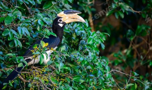 Preview: Malabar pied hornbill bird perched on a wild berry fruit tree.