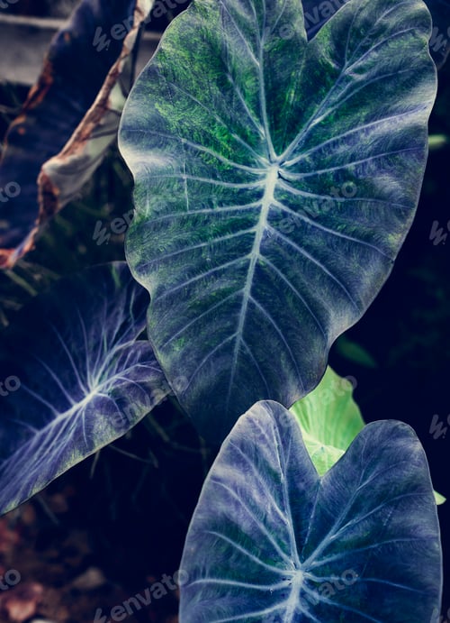 Preview: Close up image of leaves