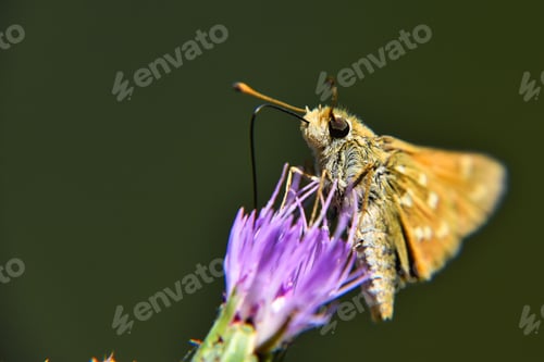Preview: Beautiful skipper (Thymelicus sylvestris) perched on a purple thistle flower