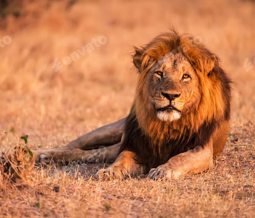 Preview: A Beautiful and Breathtaking Botswana Wildlife pictures