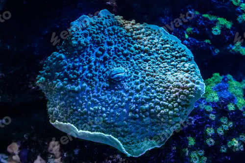 Preview: macro coral sarcophyton