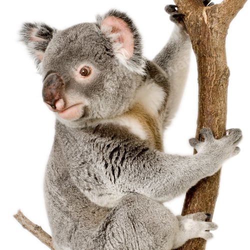 Vorschau: Koala