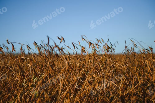 Preview: Soy field and ripe soy plants at sunrise. Soy agriculture