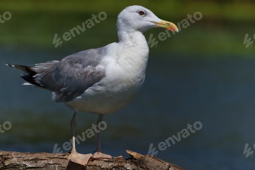 Preview: seagull