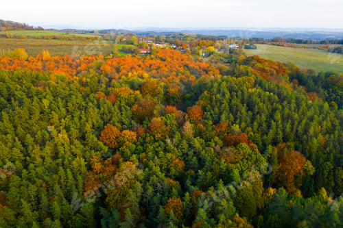 Preview: Autumn colorful trees at sunrise aerial view