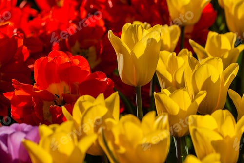 Preview: Macro multi-colored tulips on a background of green grass