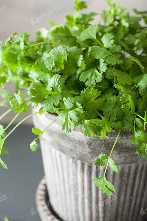 Preview: fresh cilantro herb in pot