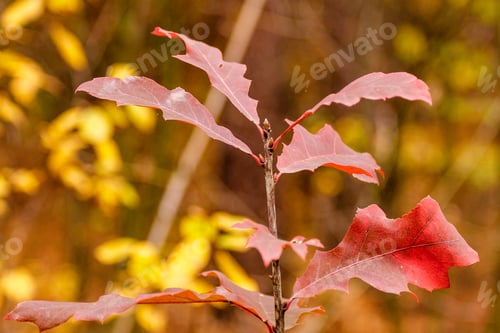 Preview: beautiful autumn leaves on a branch